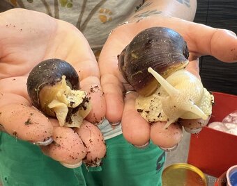 Achatina / africký šnek / oblovka - lisachatina fulica - 2
