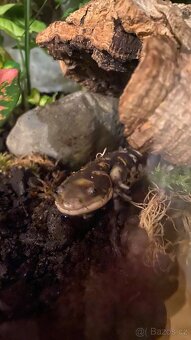 Eastern tiger salamander (Ambystoma tigrinum) - 2