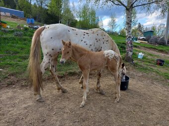 Appaloosa - 2