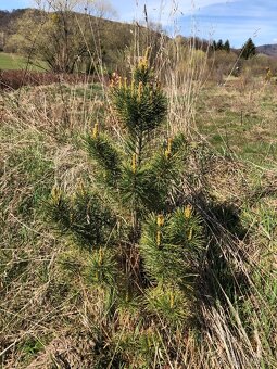 Sibiřský Cedr / Pinus Sibirica - 2