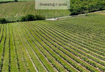 Exkluzivní prodej vinohradu v k.ú. Šardice (výměra 5,6 ha) - 2