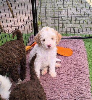 Lagotto romagnolo s PP - 2