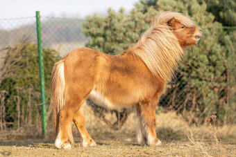 Minishetland hřebečci - 2