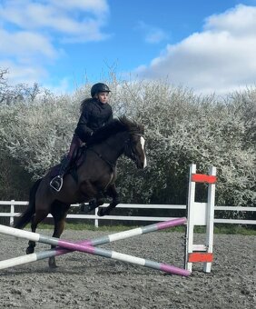 Česky sportovní pony - 2