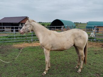 Quarter horse valach - 2