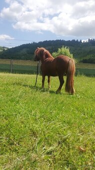 Shetland pony - 2