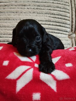 Maltipoo - 2