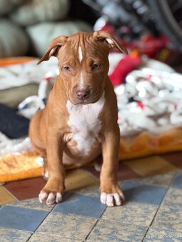 American Bully ABKC - 2
