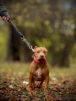 American Bully ABKC - 2