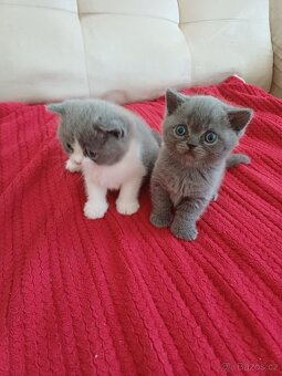 Britské modré koťátko - 2