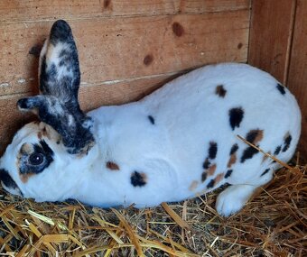 Dalmatinský rex černožlutý - 2