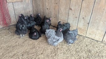 Prodám mladého kohouta Orpington - 2