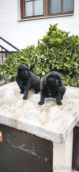 Šteňata  Nemecký  ovčák, BO - 2