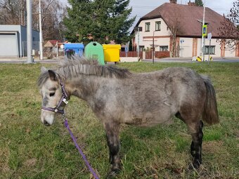 Pony klisna 5 let - 2