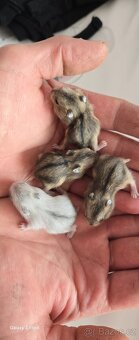 Krecek dzungarsky - 2