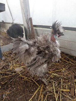 Hokokrky kohoutek hedvabnicka modrý - 2