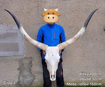 Trofeje, maďarský stepný - 2