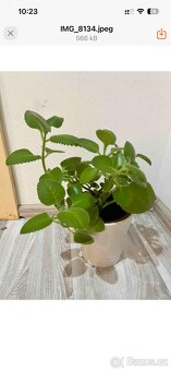 Pokojová rostlina - Rýmovník - 2