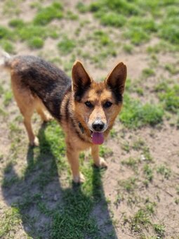 MAXÍČEK K ADOPCI - zlatíčko hledá svoji spřízněnou duši - 2