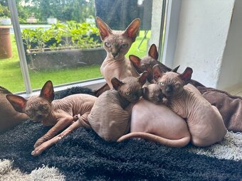 Prodám koťata Sphynx-Elf, Elf-Strike - 2