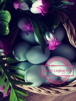 NV Cream Legbar - 2