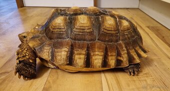 Prodám želvu ostruhatou (Geochleone sulcata) - 2