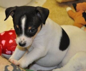 Jack Russell Teriér Tricolor - 2