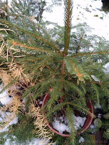 Jedlička a smrček pro Vás  stromeček Natur ze zahrádky - 2