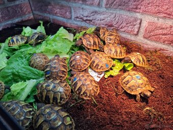 Suchozemská želva vroubená a zelenavá - 2