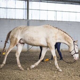 Valach P.R.E. barvy Perlino - 2