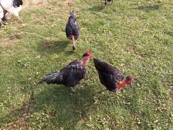 Holokrčka černá - kohouti - 2