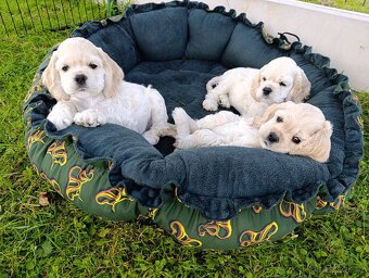 Štěňátka blond Kokršpaněla - 2