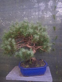 Bonsaj,bonsai Borovice - 2