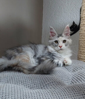 Mainská mývalí - koťata s PP - 2