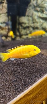 Labidochromis Yellow - 2