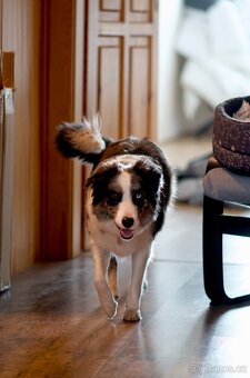 Hledáme ženicha - border kolie - 2