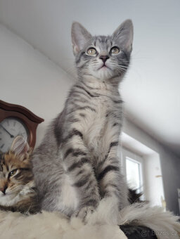 Stříbrná kočička - 2