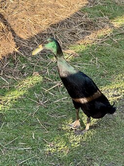 Indický běžec kačer - 2