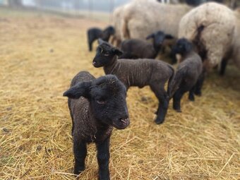 Zadám jehňata suffolk - 2