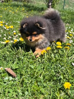 Pomeranian - 2