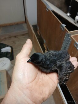 Ayam cemani - násadová vejce - 2