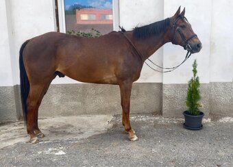 AQH pleasure/hunter valach - 2