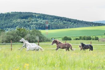 Koupím welsh moutain pony klisnu -palomino/plavák - 2
