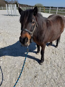 Pony klisna - 2