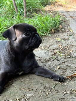 Mops - 2