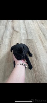Štěně cane corso - 2