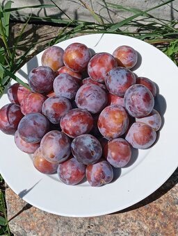 Prodám ryngle, hrušky, levanduli a domácí zavařeniny - 2