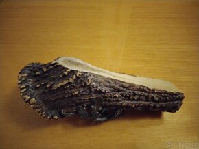 Jelení paroží - 2