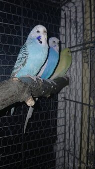 Andulky - 2