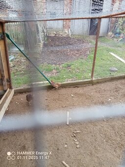 Bažant královský - 2